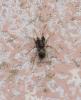 Phrurolithus sp.